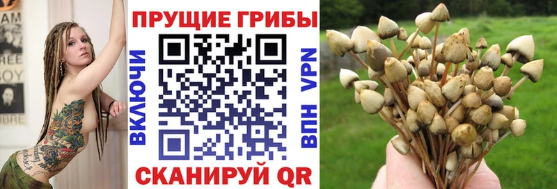 Галлюциногенные грибы Psilocybe  Уяр 